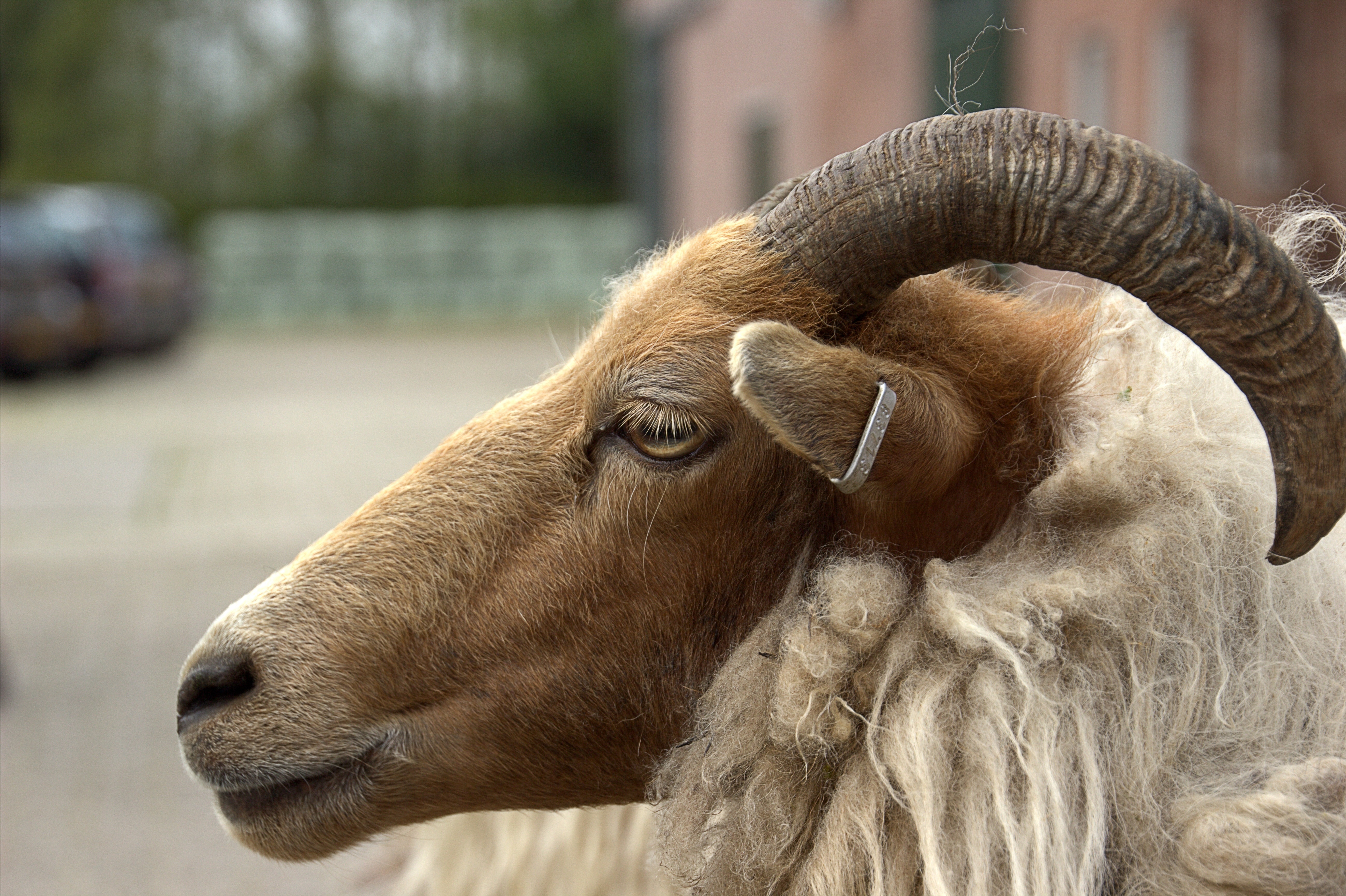 white and brown ram