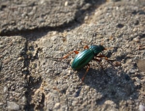 green ground beetle thumbnail