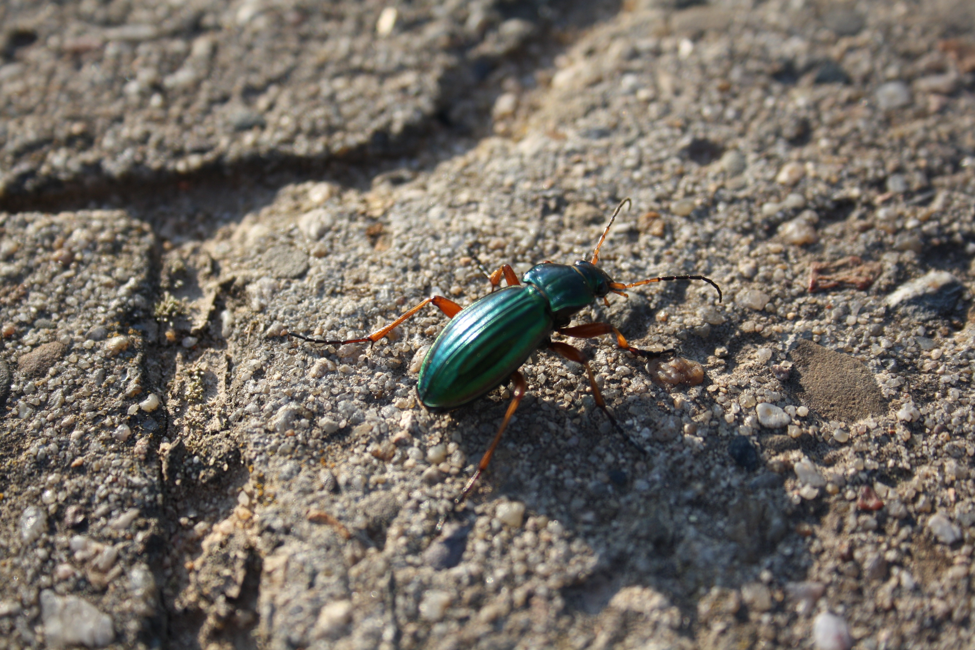 green ground beetle