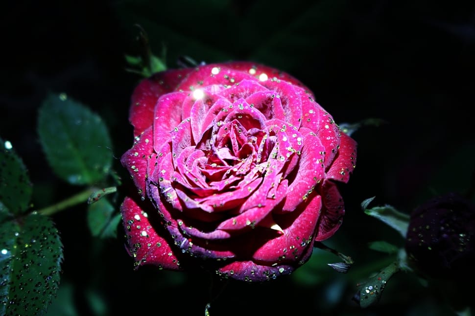 Rose, Red Rose, Rose Bloom, Plant, purple, nature preview