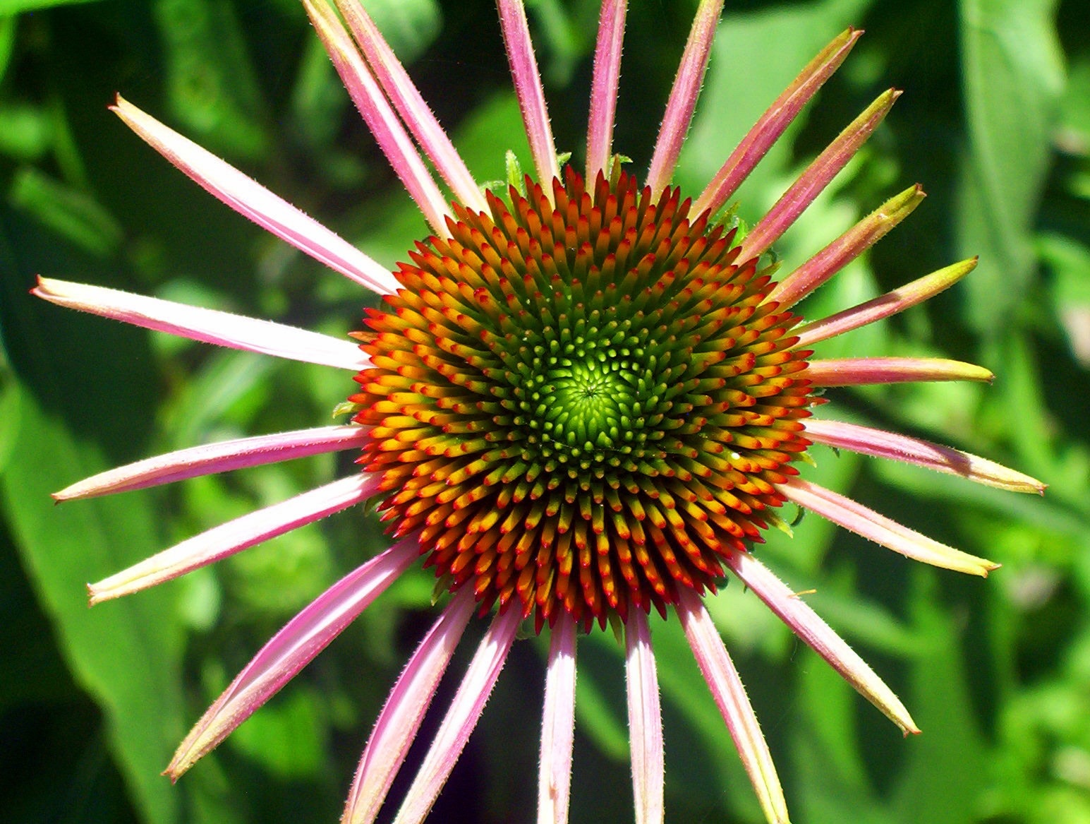 pink and brown flower