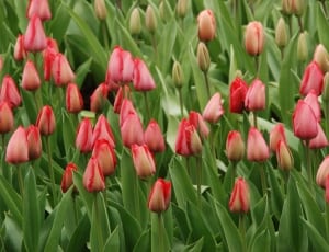 pink and red petaled flowers thumbnail
