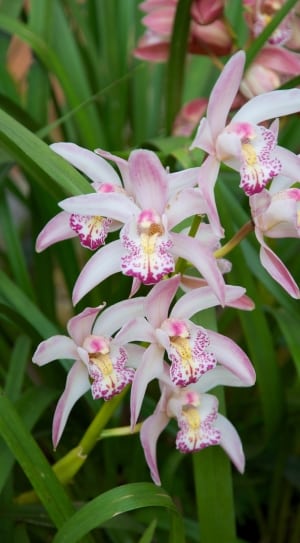 purple and white orchids thumbnail