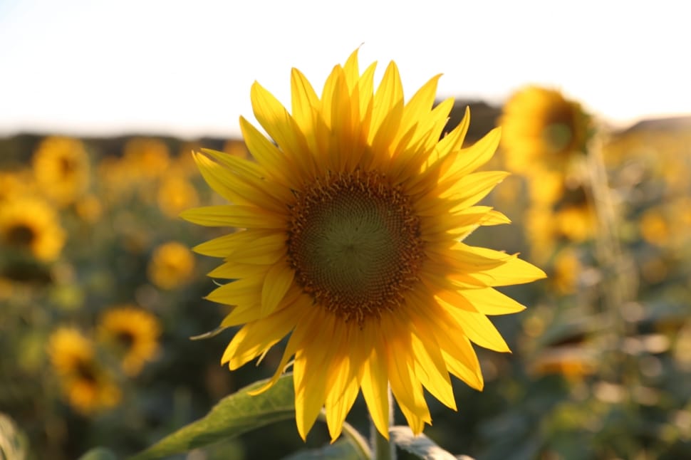 selective focus photography of yellow sunflower preview