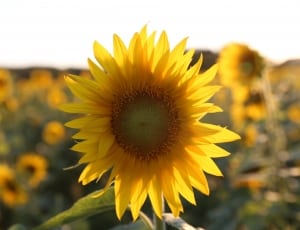 selective focus photography of yellow sunflower thumbnail