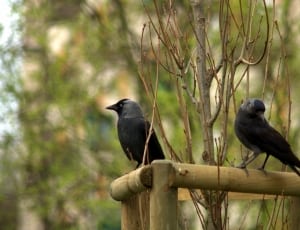 2 black ravens thumbnail
