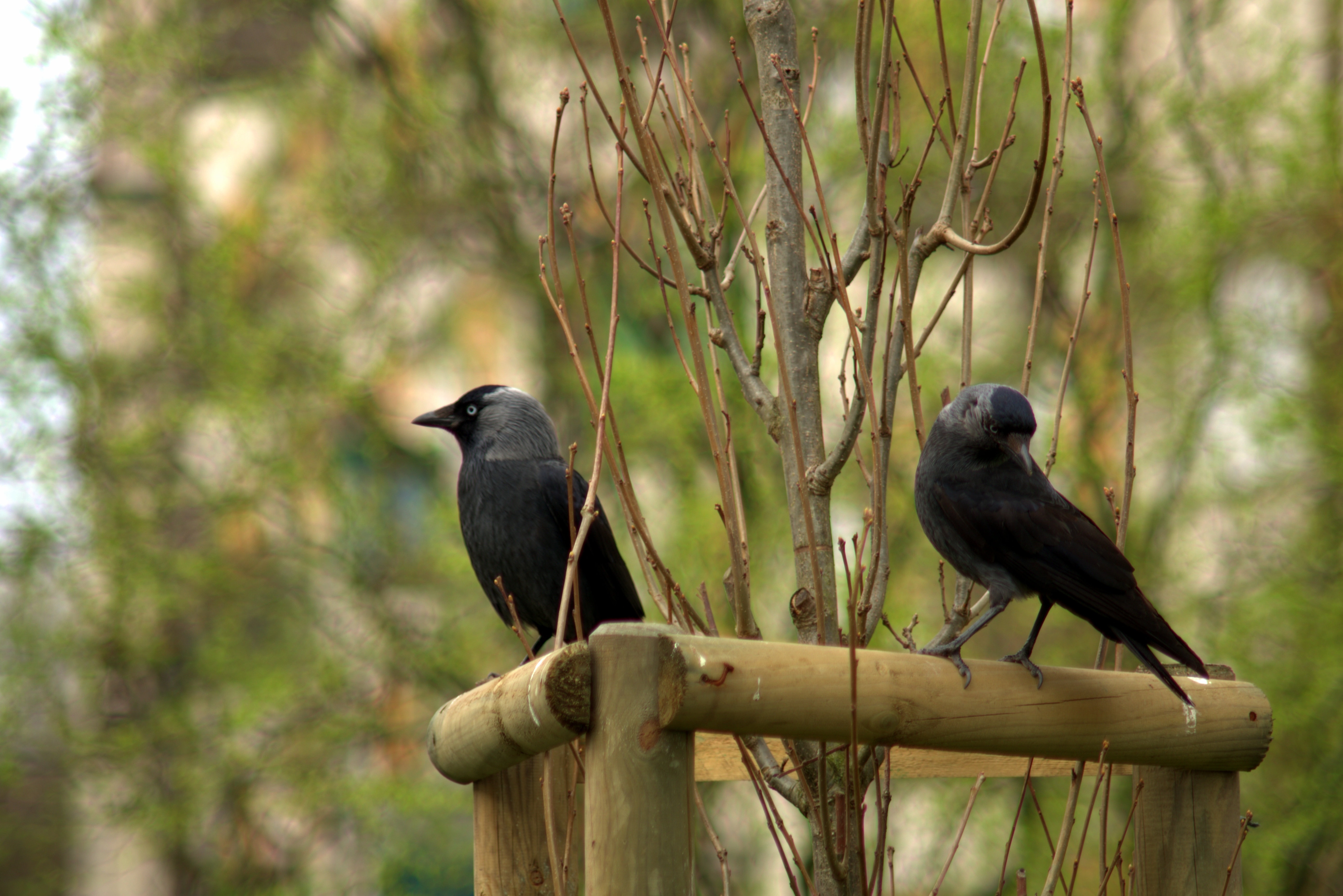 2 black ravens