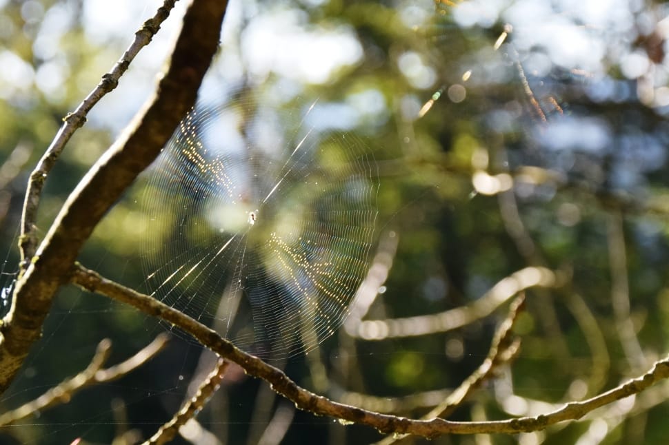 brown tree branch with spider webs preview