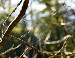 brown tree branch with spider webs thumbnail