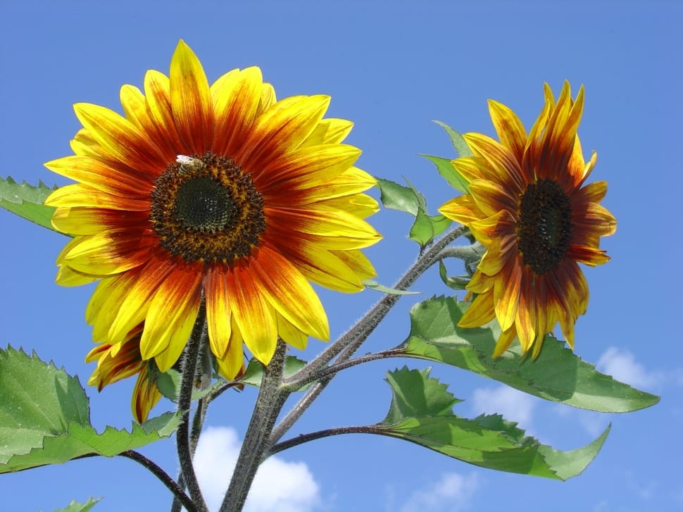 2 sunflowers preview