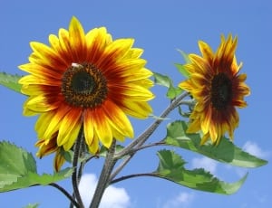 2 sunflowers thumbnail