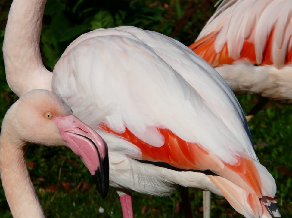 white and beige flamingo preview