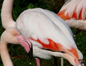 white and beige flamingo thumbnail