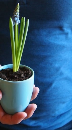 green plant in blue ceramic container thumbnail