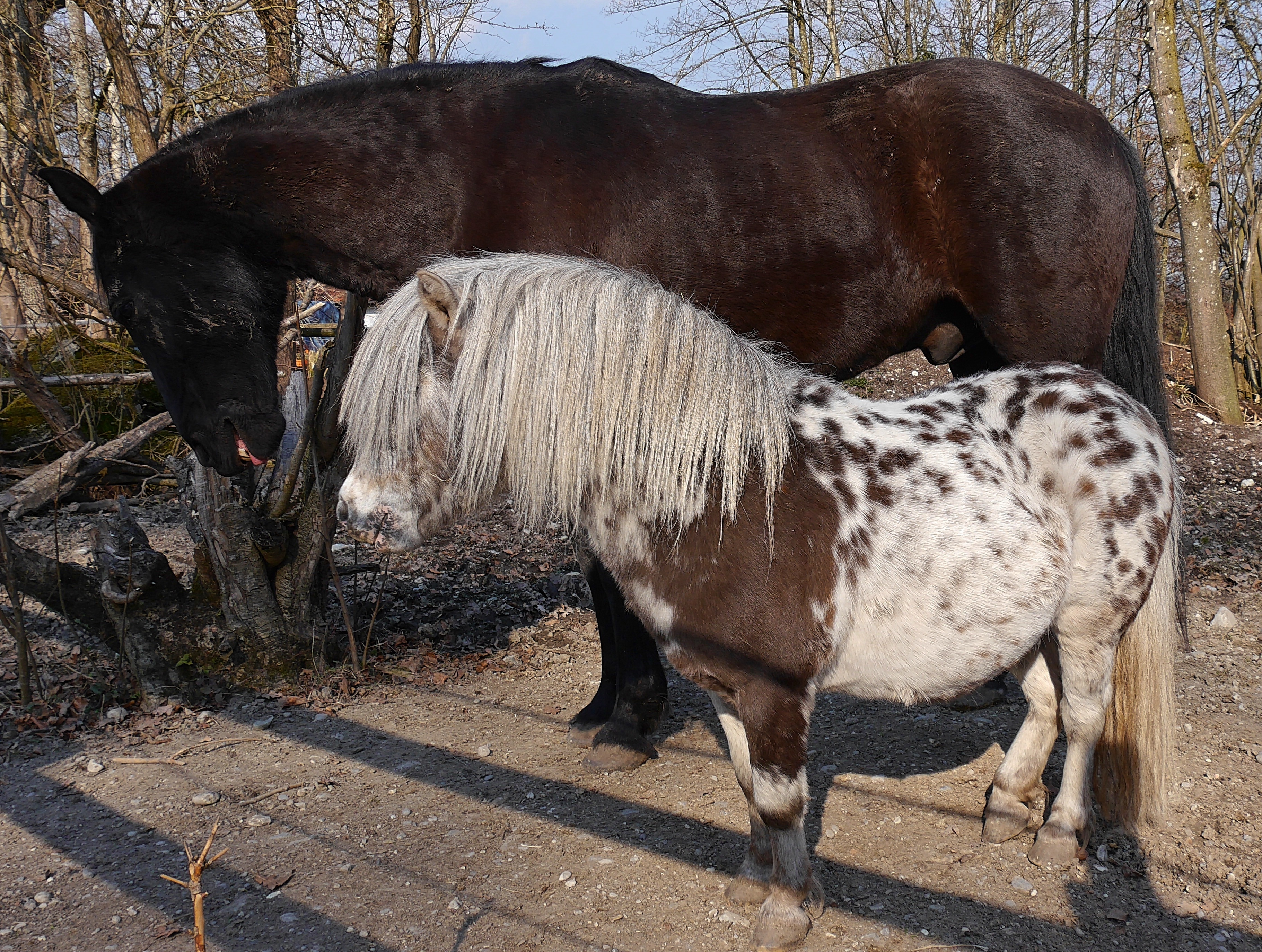 Лошади 1 года. Фото первой лошади. Paddock animal.