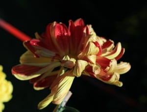 red yellow dahlia flower thumbnail