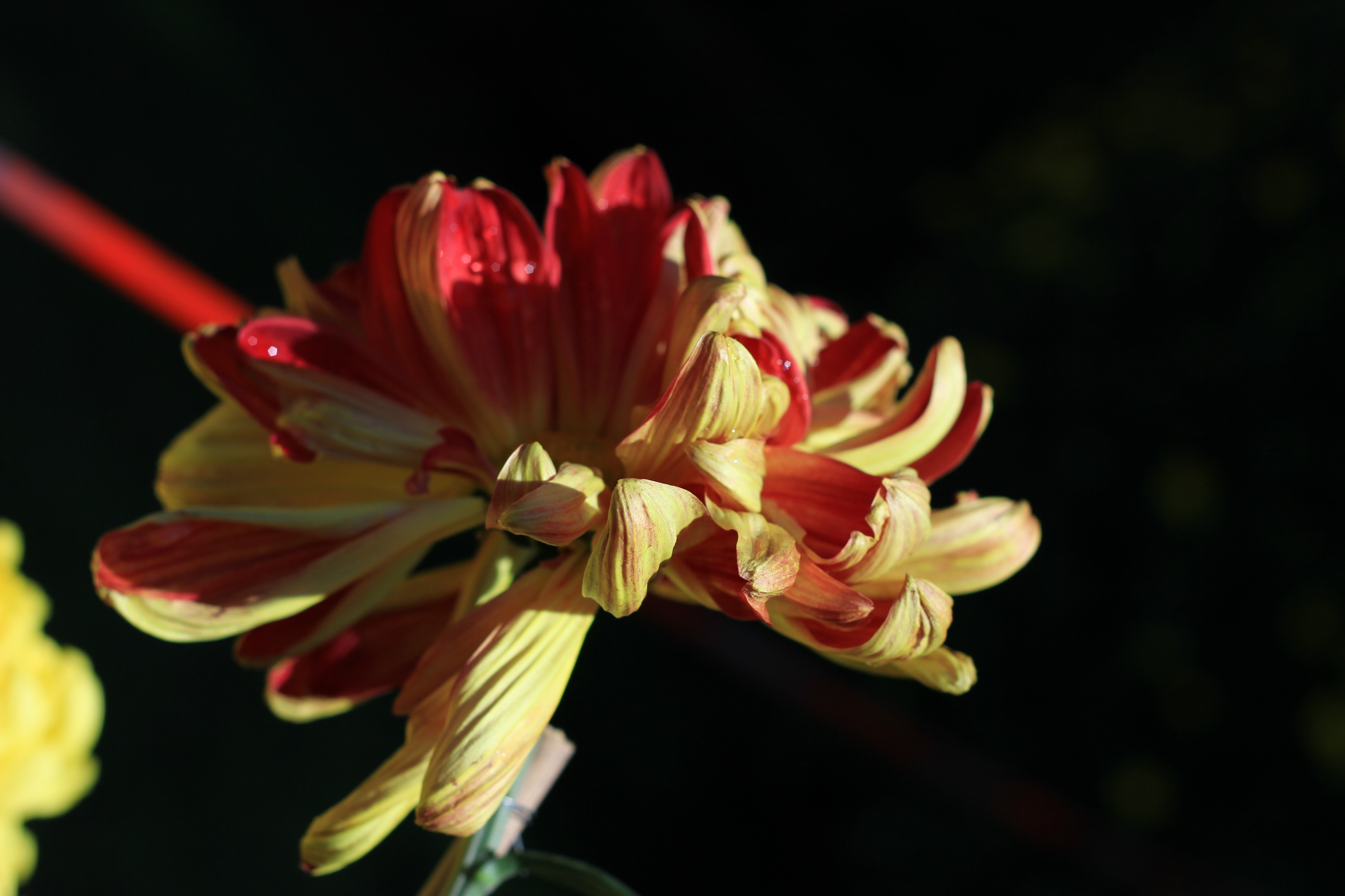 red yellow dahlia flower