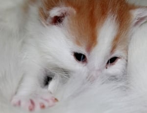 white and orange long fur kitten thumbnail