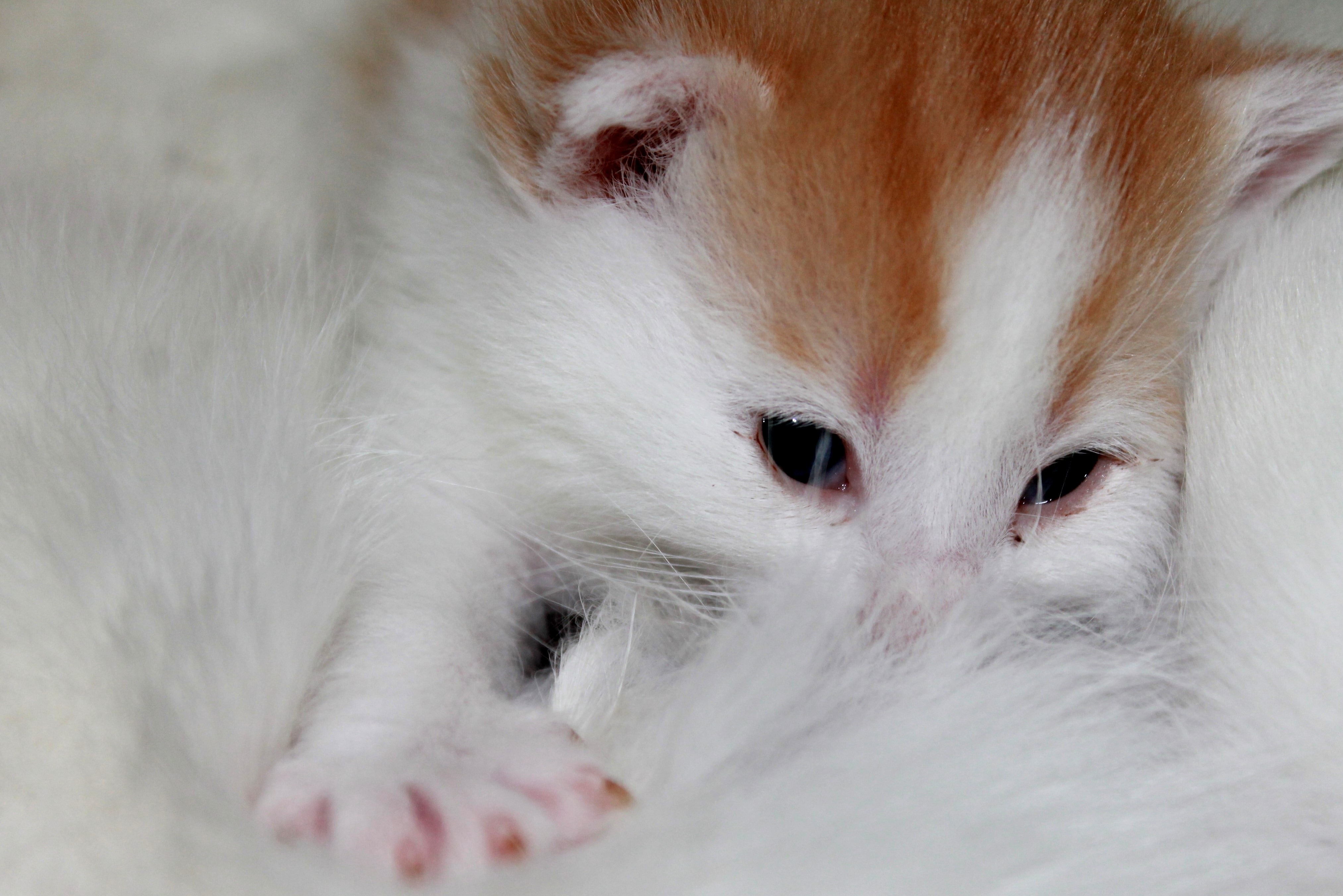 white and orange long fur kitten