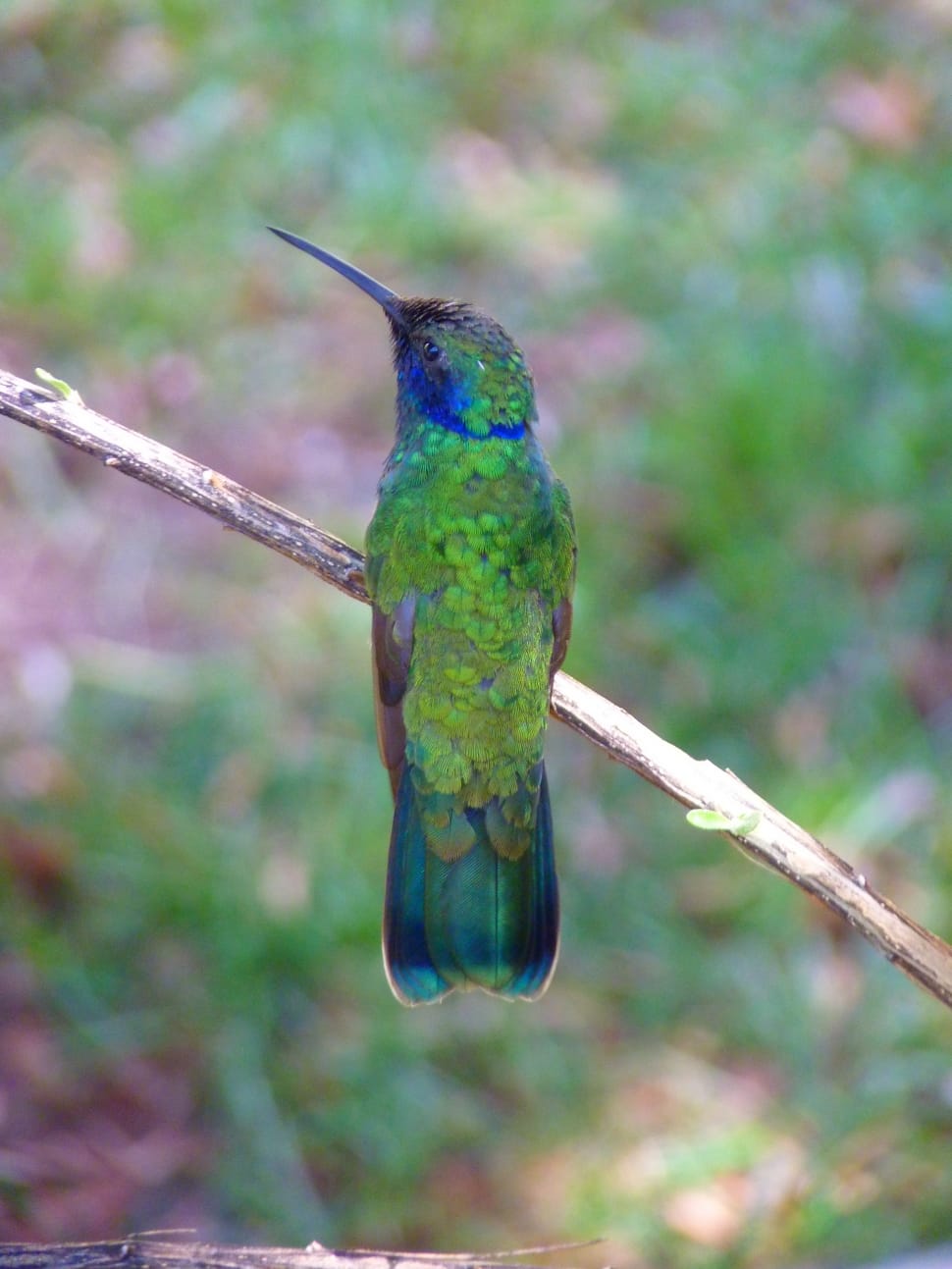 green and blue feather hummingbird preview