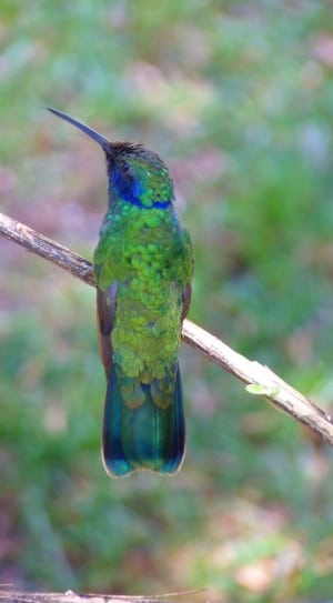 green and blue feather hummingbird thumbnail