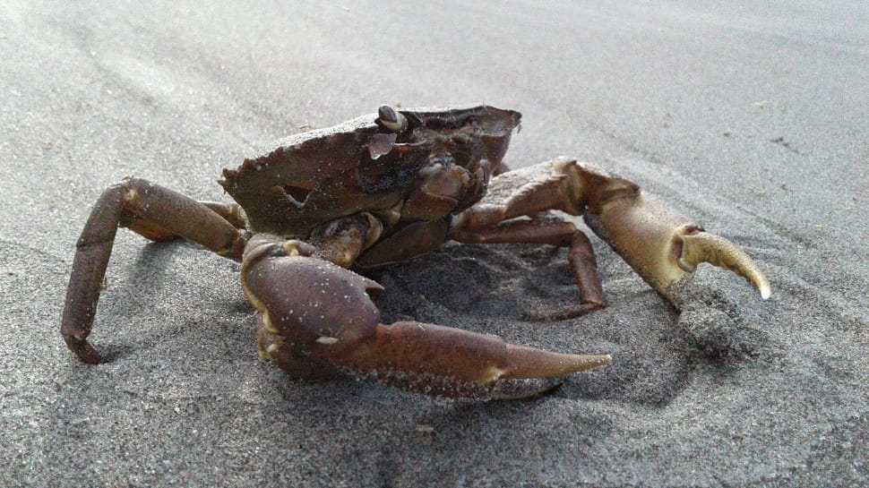 brown crab preview