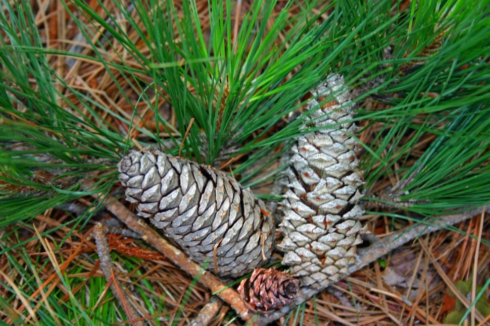 gray pine cones preview