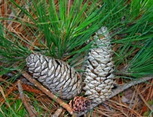 gray pine cones thumbnail