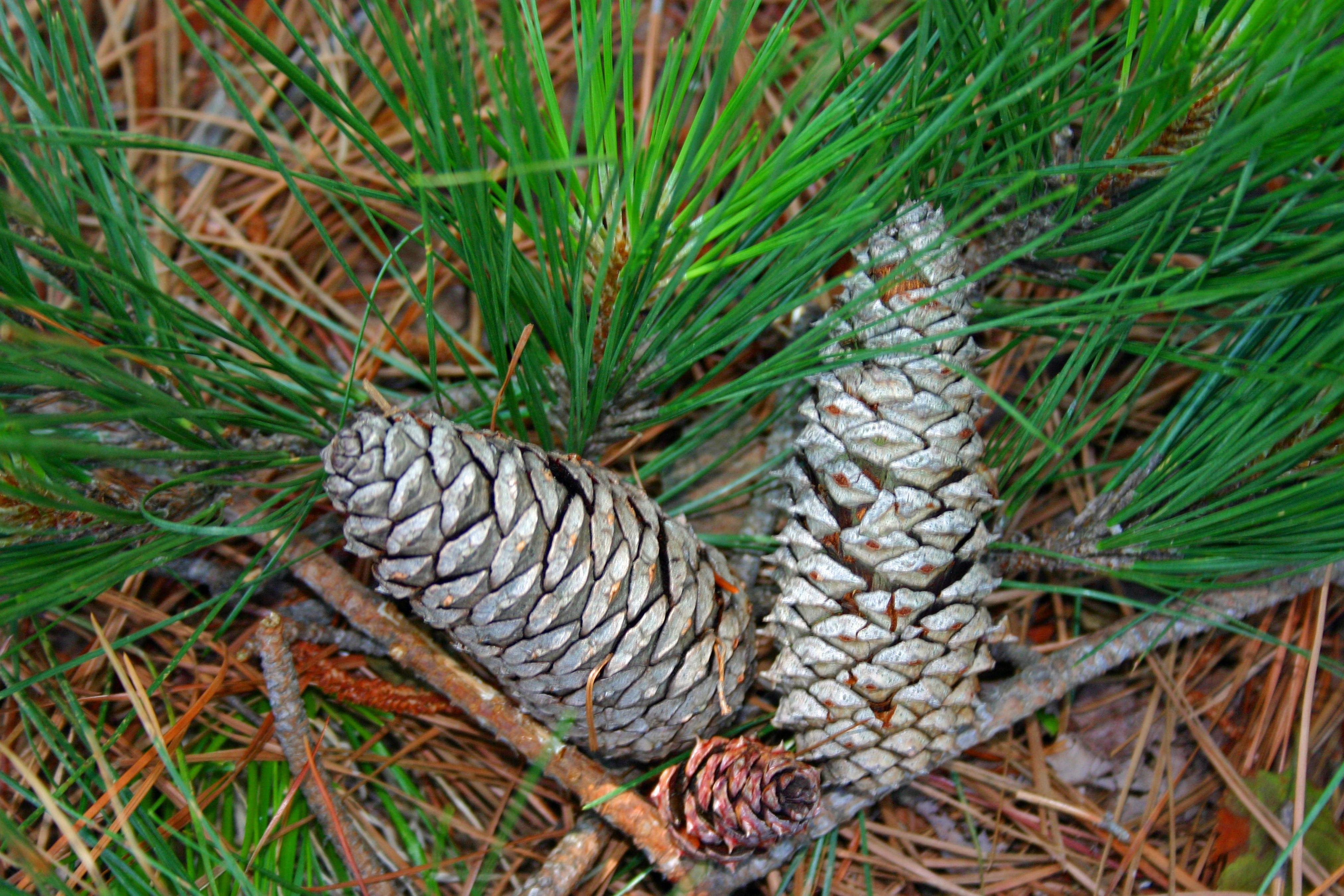 gray pine cones