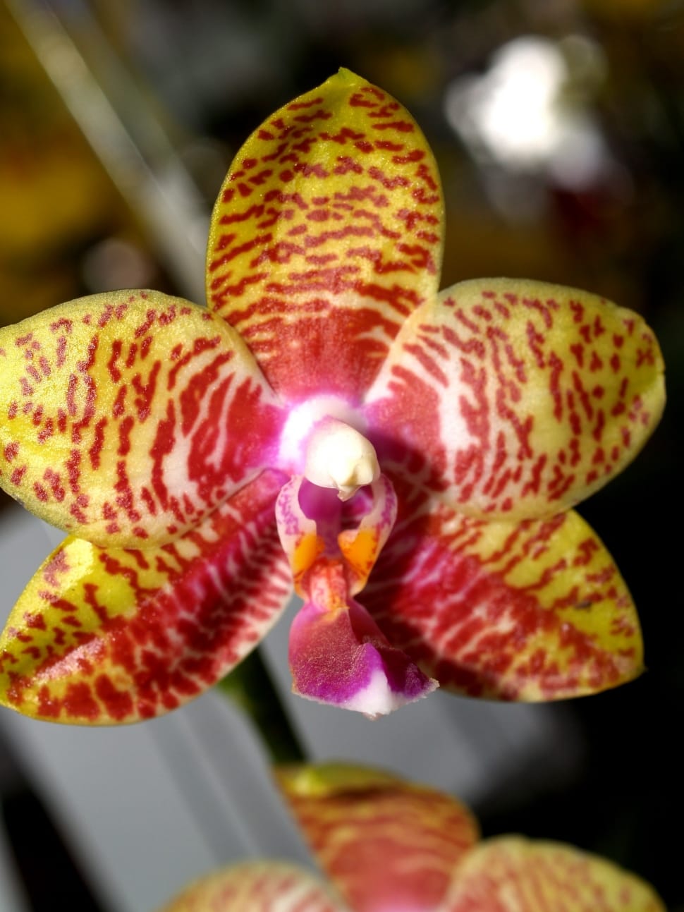 yellow and red variegated orchid preview