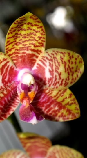 yellow and red variegated orchid thumbnail
