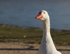 white goose thumbnail