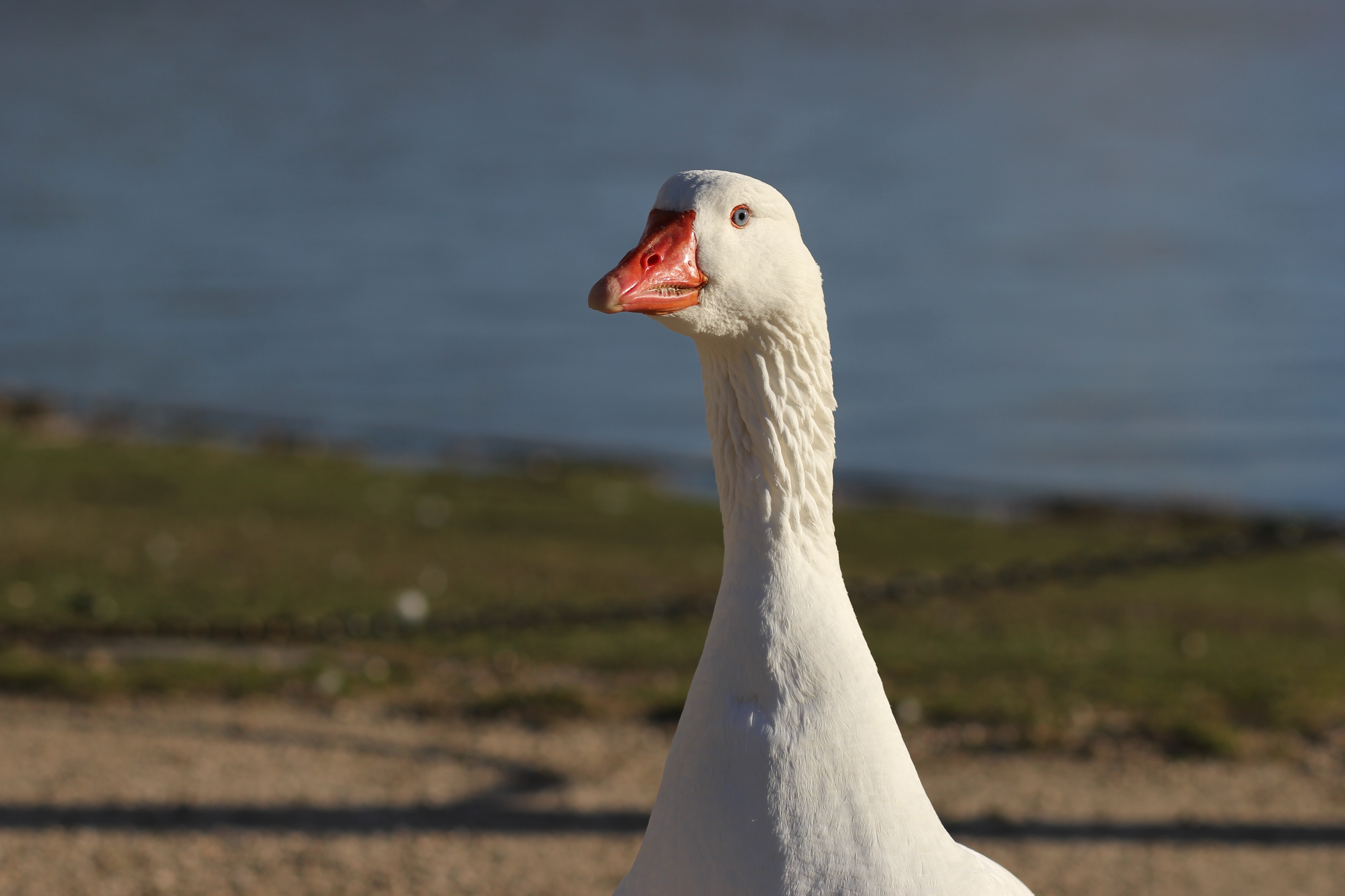 white goose