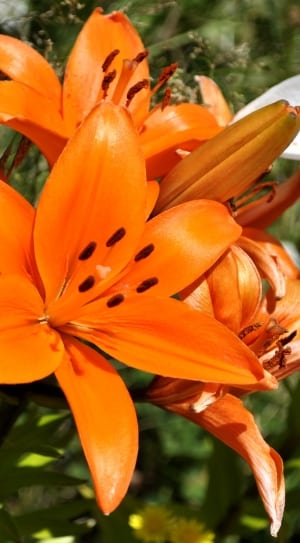3 orange  full bloomed flowers thumbnail