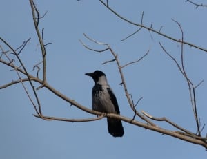 black and gray bird thumbnail