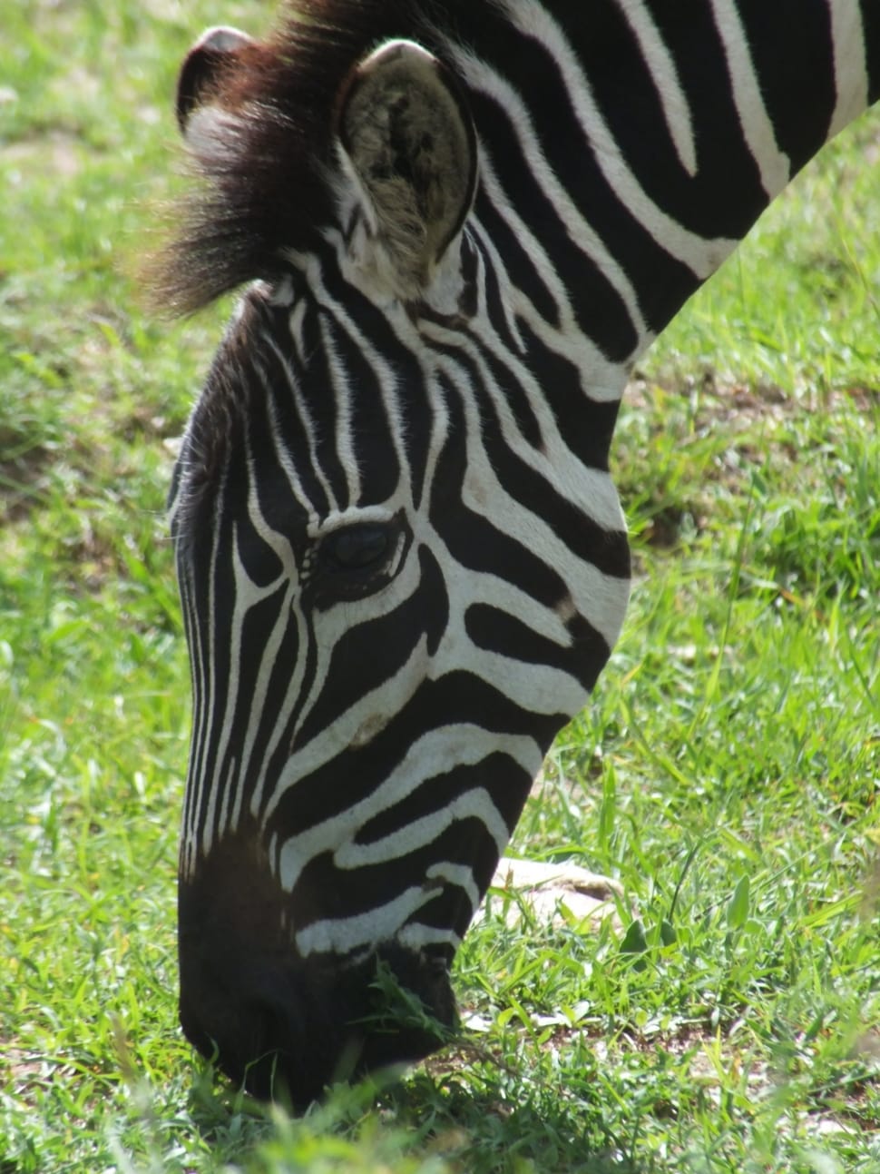 white and black zebra preview