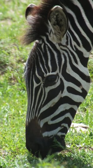 white and black zebra thumbnail