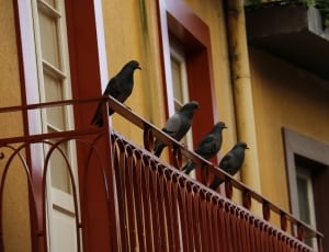 4 black pigeons thumbnail