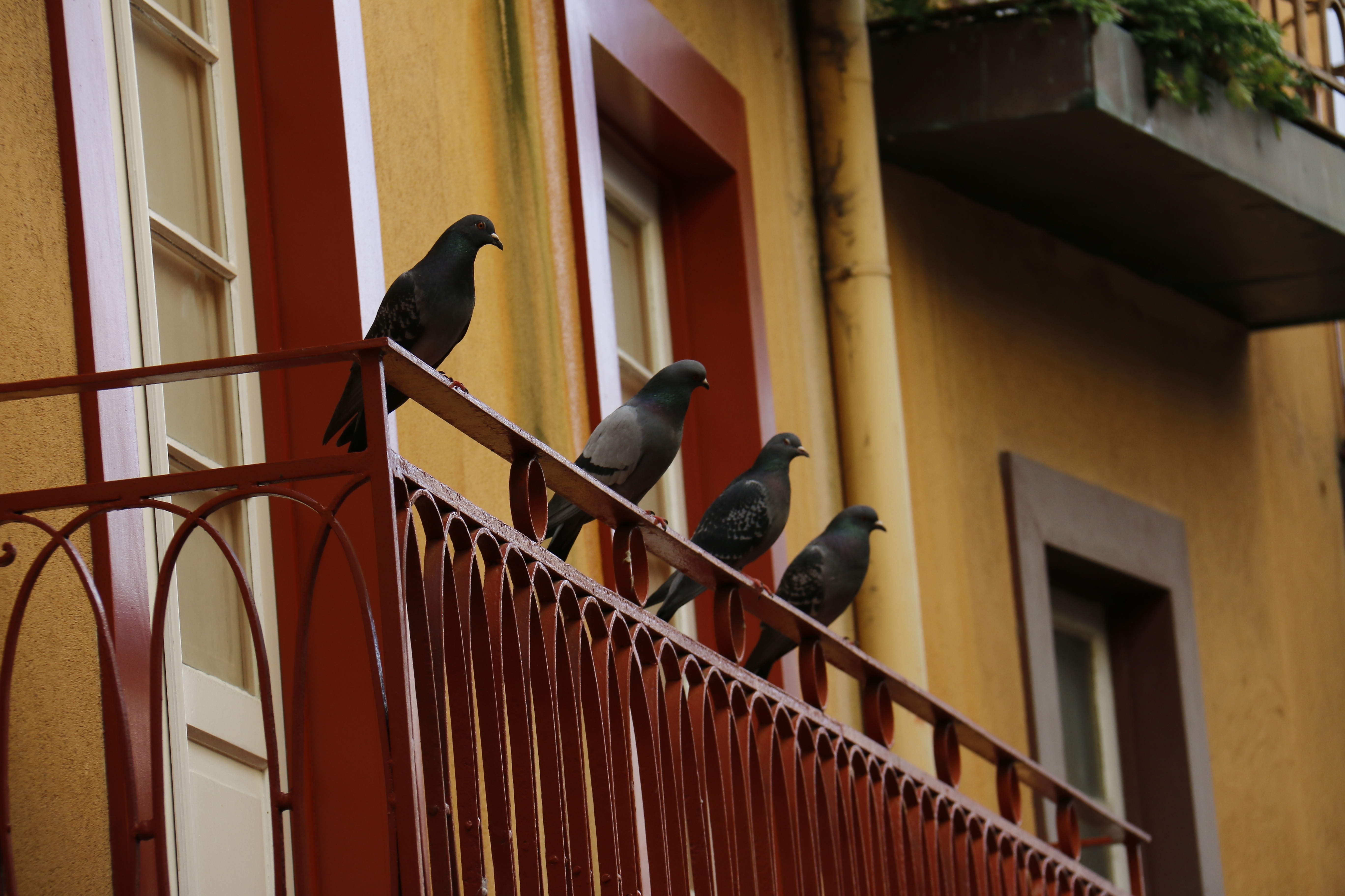 4 black pigeons