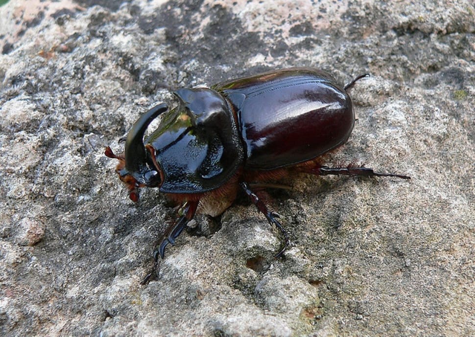 black beetle preview