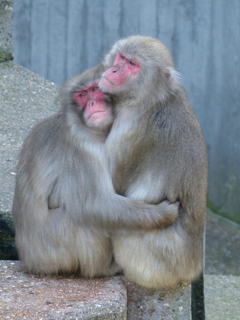 japanese macaque preview