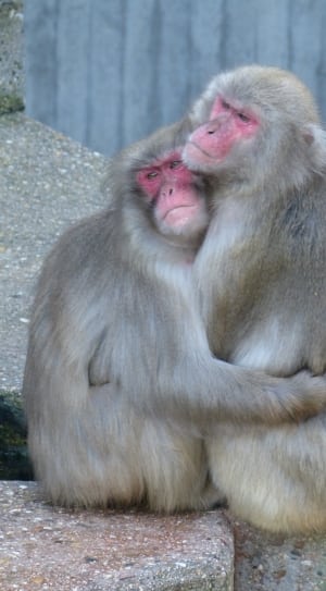 japanese macaque thumbnail