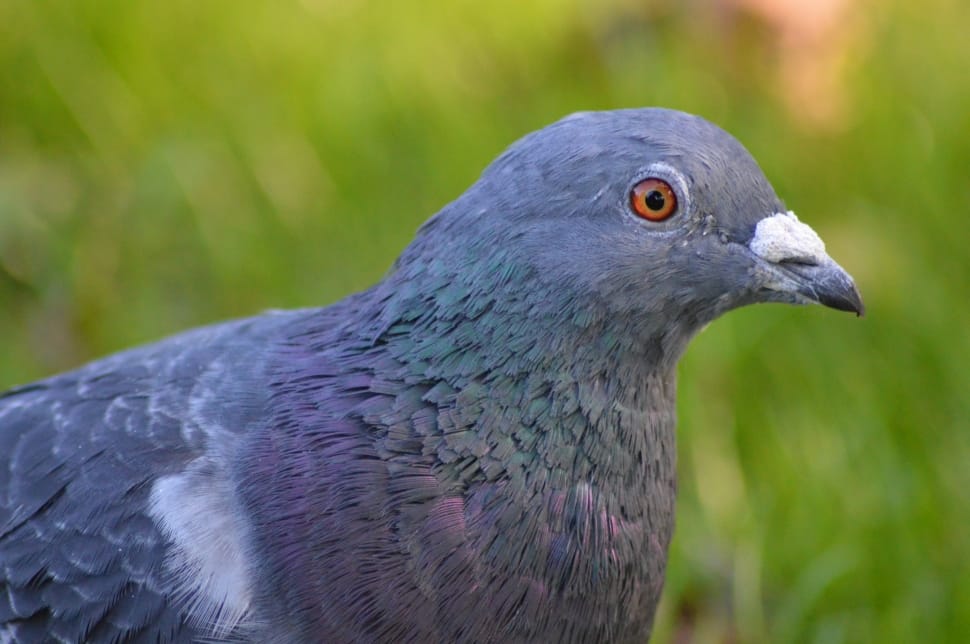 gray pigeon preview