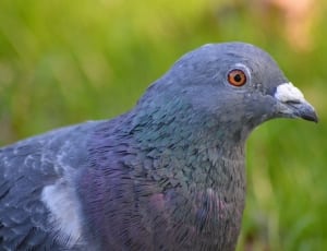 gray pigeon thumbnail