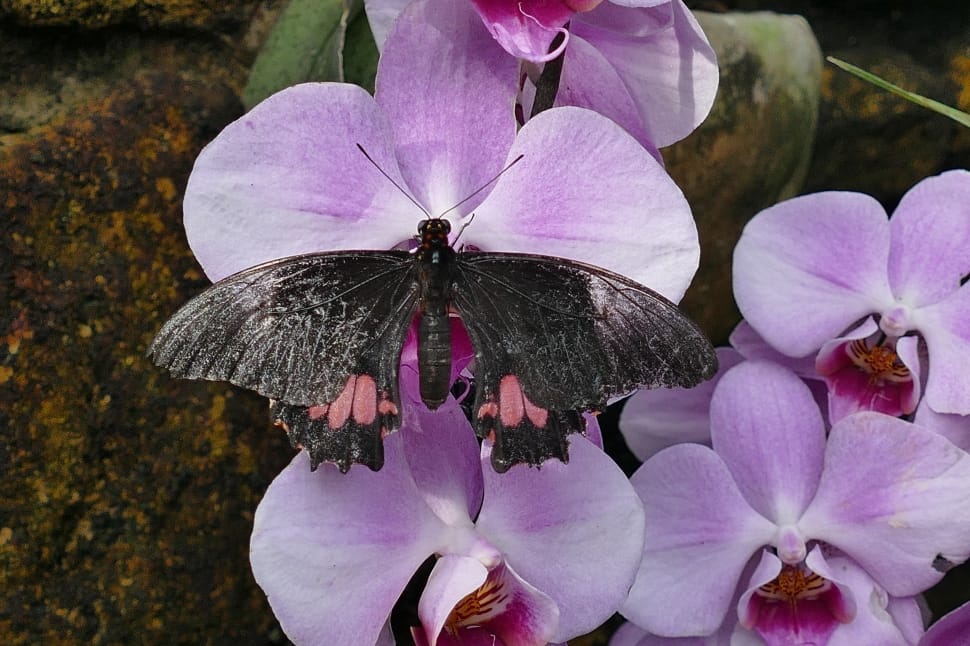 black and pink moth and purple orchid flowers preview