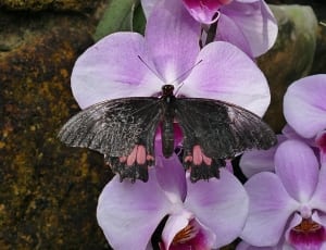 black and pink moth and purple orchid flowers thumbnail