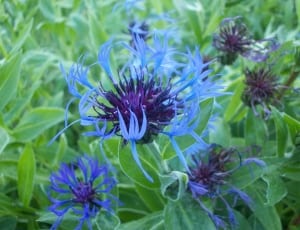 blue and purple petaled flowers thumbnail