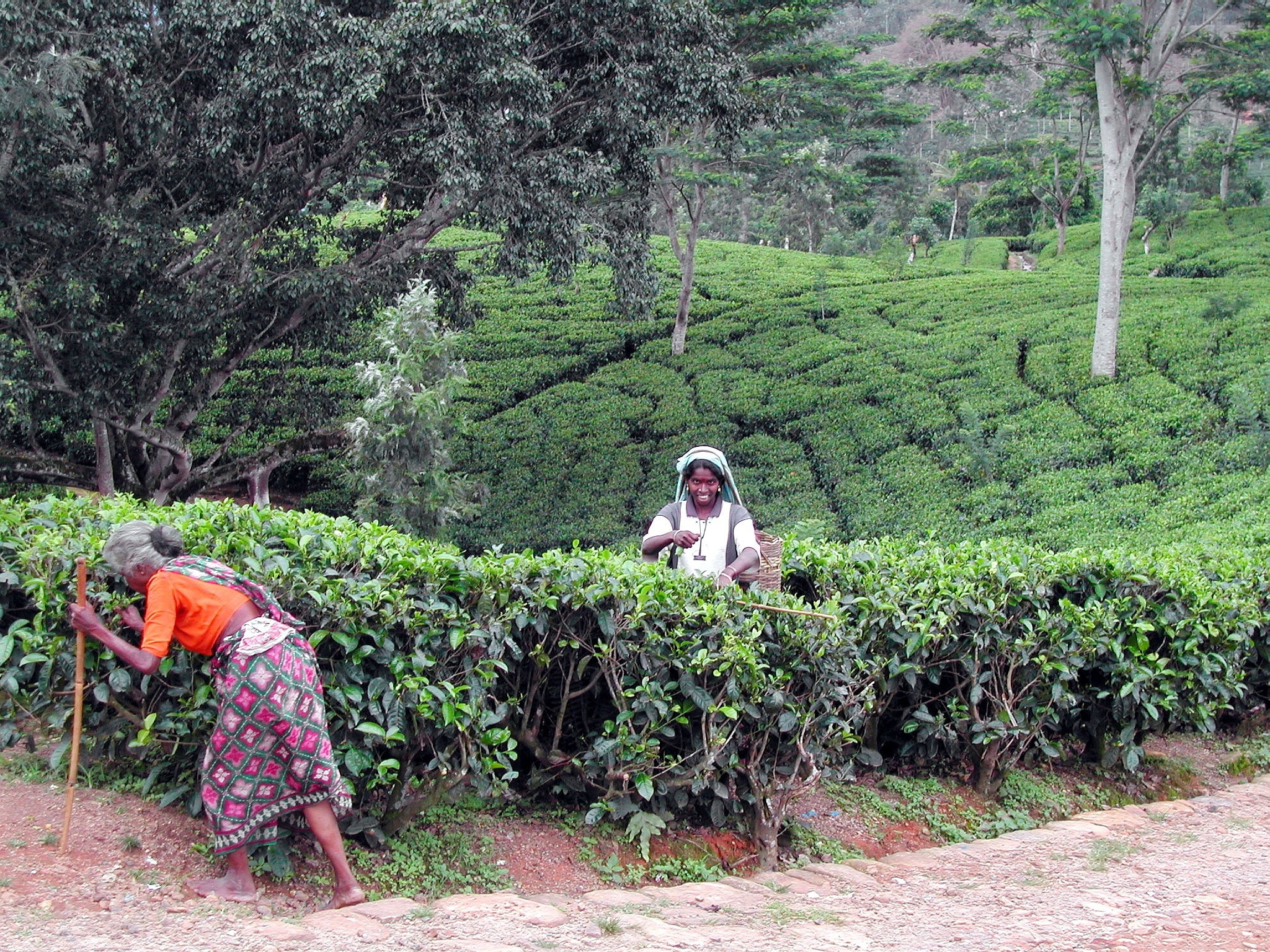 Шри ланка специализация. Шри Ланка чайные плантации. Шри Ланка плантации чая. Чайная плантация Шри Ланка сбор чая. Чайные плантации на Цейлоне и в Индии..
