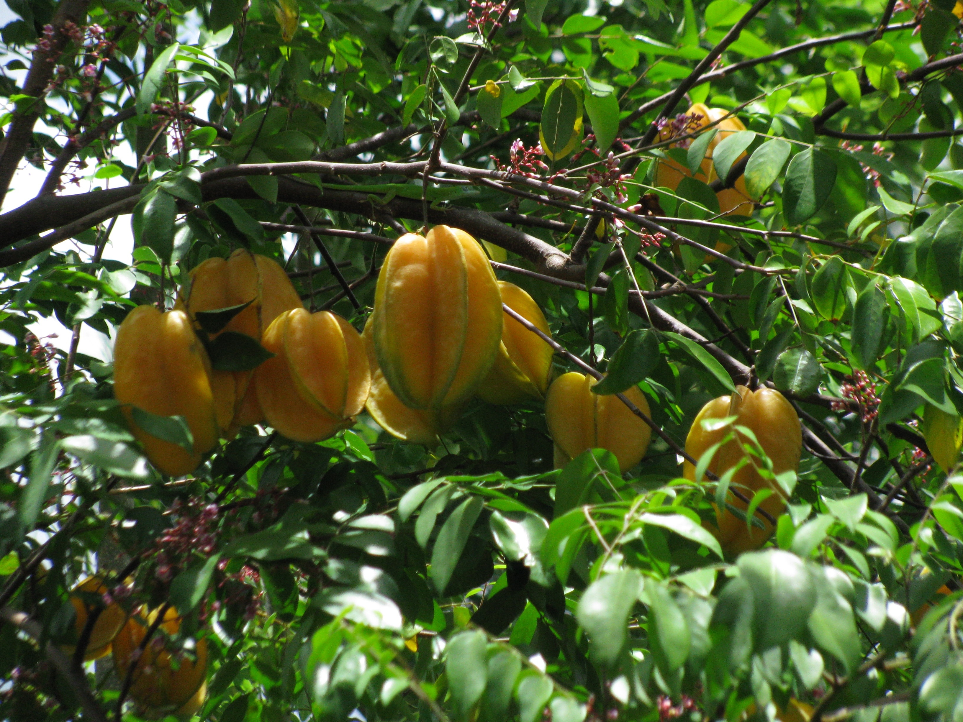 yellow and green star fruit