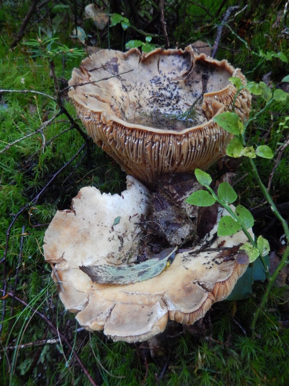 beige mushroom on green leaf field preview